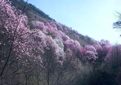 戴天山